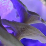 Tencüi: Lo mejor del reino fungi en cada bocado